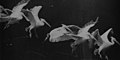 Image 4Flying pelican captured by Marey around 1882. He created a method of recording several phases of movement superimposed into one photograph (from History of film technology)