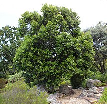 Olea capensis