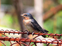 Chick on the day it left the nest