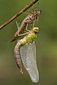 Image 27Ecdysis: a dragonfly has emerged from its dry exuviae and is expanding its wings. Like other arthropods, its body is divided into segments. (from Animal)