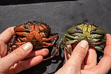 Two female C. maenas.