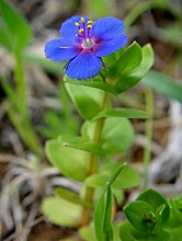 A. arvensis f. azurea. The glandular hairs on the petal margins, at least 50 in this example, are clearly visible in the enlarged photo.