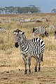 Image 1 Plains zebra Photo: Muhammad Mahdi Karim The plains zebra (Equus quagga, subspecies Grant's zebra pictured) is the most common and geographically widespread species of zebra. It ranges from the south of Ethiopia through East Africa to as far south as Angola and eastern South Africa. The plains zebra is mid-sized, smaller on average than the other two zebra species, and thick-bodied with relatively short legs. Adults of both sexes can stand from 1.1 to 1.47 m (3.6 to 4.8 ft) high at the shoulder, are 2 to 2.5 m (6.6 to 8.2 ft) long (excluding the tail), and weigh 175 to 387 kg (386 to 853 lb), with males slightly heavier than females. More selected pictures