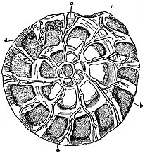 Section showing chambers of a spiral foram