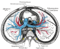 Cross-section of the thorax showing the formation of the superior vena cava.