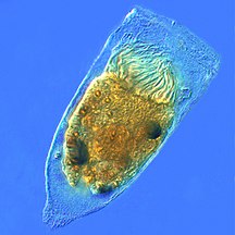 Tintinnid ciliate Favella