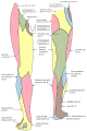 Cutaneous nerves of the right lower extremity, anterior and posterior views.