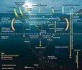 Oceanic carbon cycle