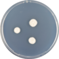 Aspergillus galapagensis growing on CYA plate