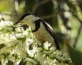 Banded honeyeater, Parry's Lagoon near Wyndham, WA, 2019