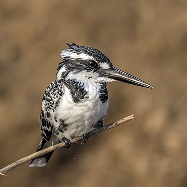 Female pied kingfisher (Ceryle rudis leucomelanurus) from the Chambal River, Uttar Pradesh, India (created and nominated by Charlesjsharp)