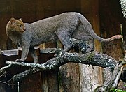 Gray Jaguarundi on a branch