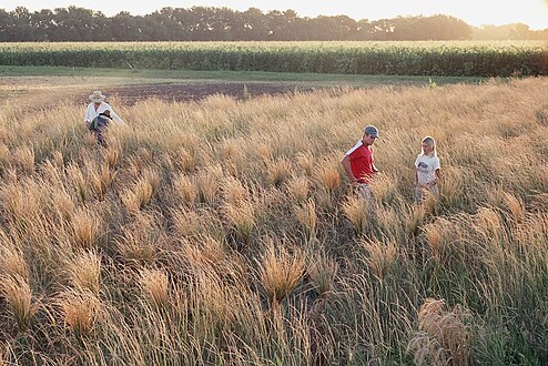 Tied into bundles to prepare for harvest and threshing.