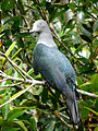 Nuku Hiva/Marquesan imperial pigeon (Ducula galeata)