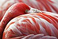 Image 23The red pigment in a flamingo's plumage comes from its diet of shrimps, which get it from microscopic algae. (from Animal coloration)