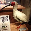 Japanese crested ibis (Nipponia nippon)