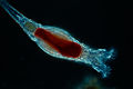 Image 7 Rotifers Credit: Frank Fox The rotifers (/ˈroʊtɪfərz/, from Latin rota 'wheel' and -fer 'bearing'), sometimes called wheel animals or wheel animalcules, make up a phylum (Rotifera /roʊˈtɪfərə/) of microscopic and near-microscopic pseudocoelomate animals. (Full article...) More selected pictures