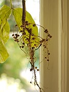 Soybean roots.