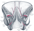 Posterior view of the anterior abdominal wall in its lower half. The peritoneum is in place, and the various cords are shining through.