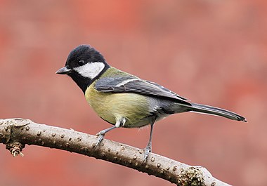 Great tit