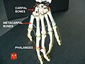 Phalanges.
