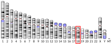 Ideogram human chromosome 18.svg