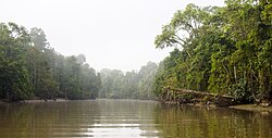 Boating down Kinabatangan River