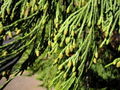 Foliage and pollen cones