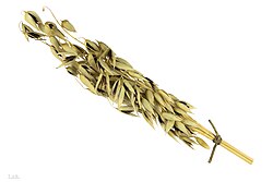 Panicle with spikelets containing seeds