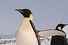 In the foreground, facing left, a bird with black head and white body, standing erect with wings spread. In the background a companion bird faces right