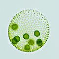 Volvox, a colonial chlorophyte