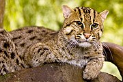 Spotted Fishing cat lying on a branch