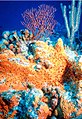 Image 12Bright coloration of orange elephant ear sponge, Agelas clathrodes signals its bitter taste to predators (from Animal coloration)