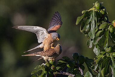 Lesser kestrel