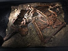 A disarticulated skeleton embedded in a stone slab