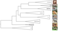 Image 20A clade representation of seven dog breeds in relation to wolves. (from Zoology)