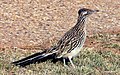 Image 28Greater roadrunner (the state bird of New Mexico) (from New Mexico)