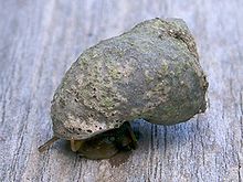 The shell of this individual of Littoraria irrorata is covered with the lichen Pyrenocollema halodytes