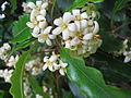 Detail of flowers