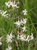 Nottingham catchfly