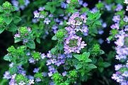 The essential oil of common thyme (Thymus vulgaris), contains the monoterpene thymol, an antiseptic and antifungal.[90]