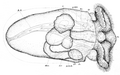 Dorsal view of veliger just before hatching.