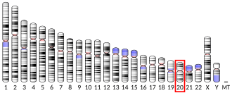 Chromosome 20 (human)