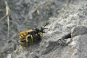 European beewolf Philanthus triangulum provisioning her nest with a honeybee