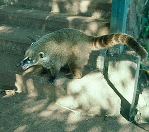 South American coati near Iguaçu Falls, Brazil